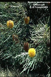 Banksia benthamiana