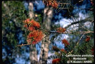 Callistemon pinifolius 'red'