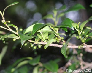 Cleyera japonica