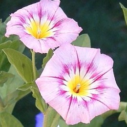 Convolvulus tricolor 'Rose Ensign'