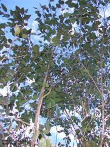 Eucalyptus ligustrina 