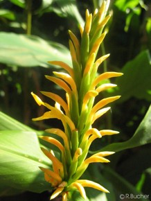 Hedychium densiflorum 'Kalimpong Yellow'