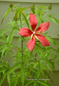 Hibiscus coccineus 