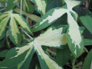 Manihot esculenta 'variegata'
