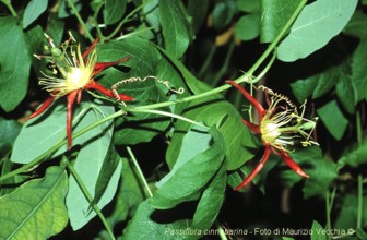 Passiflora cinnabarina