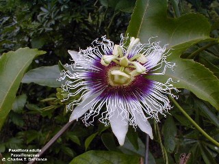 Passiflora edulis f. edulis 