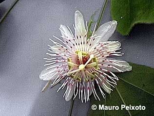 Passiflora villosa