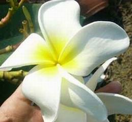 Plumeria rubra cv. 'Khao Hawaii'