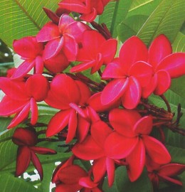 Plumeria rubra cv. 'Siam Ruby'