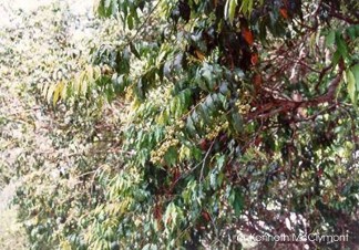 Waterhousia floribunda 