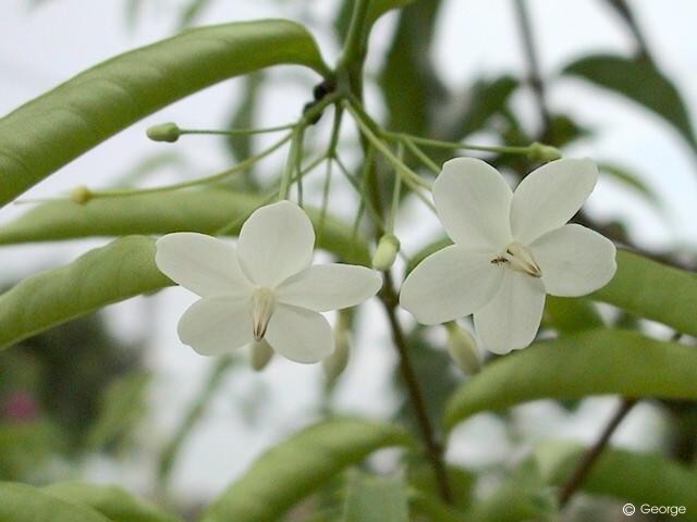 Exotische Nutz Und Zierpflanzen Wrightia Religiosa