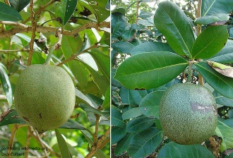 Amphitecna latifolia 