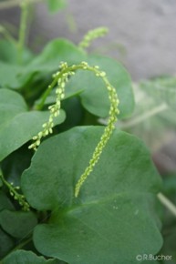 Anredera cordifolia 