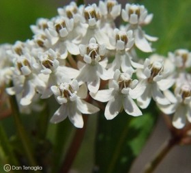 Asclepias perennis 