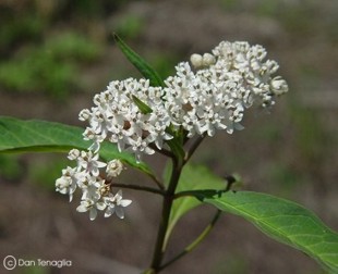 Asclepias perennis 