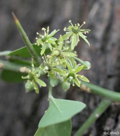 Balanites aegyptiaca 