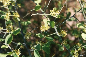 Balanites aegyptiaca 