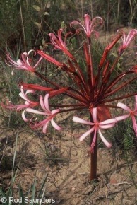 Brunsvigia striata