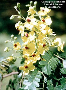 Caesalpinia echinata