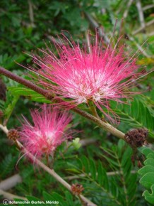 Calliandra schultzei