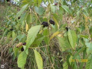 Callicarpa acuminata