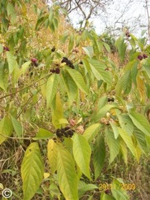 Callicarpa acuminata