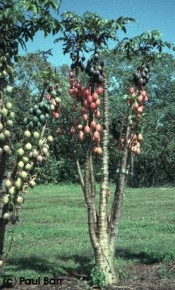 Carica goudotiana