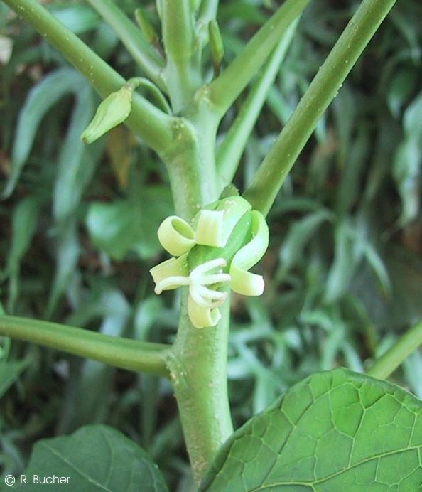 Exotische Nutz und Zierpflanzen Carica pentagona