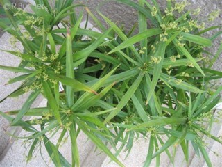 Cyperus diffusus 