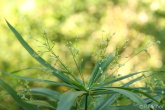 Cyperus diffusus 