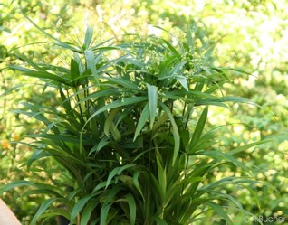 Cyperus diffusus 