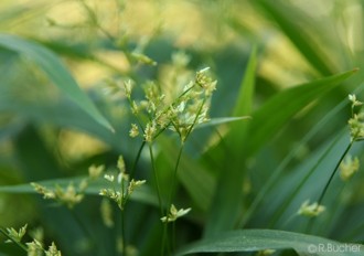 Cyperus diffusus 