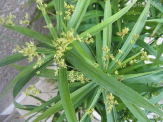 Cyperus diffusus 