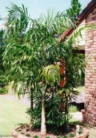 Carpentaria acuminata