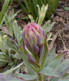 Echium gentianoides 