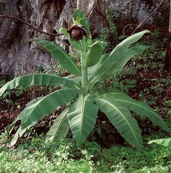 Ensete superbum