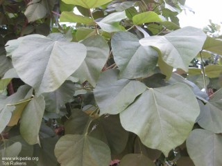 Erythrina madagascariensis