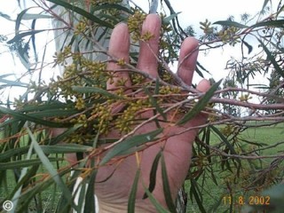 Eucalyptus pulchella 