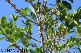 Ficus ilicina