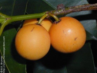 Garcinia intermedia 