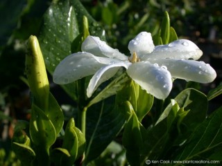 Gardenia taitensis