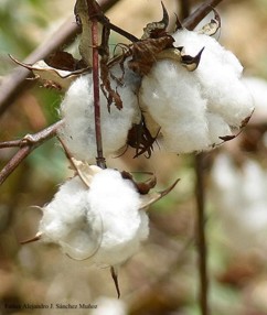 Gossypium barbadense