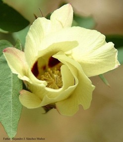 Gossypium barbadense