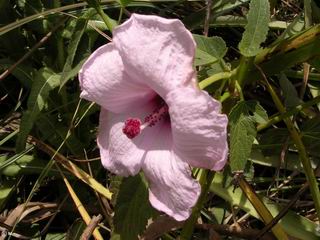 Hibiscus cisplatinus 