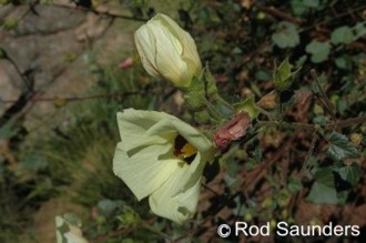 Hibiscus lunarifolius