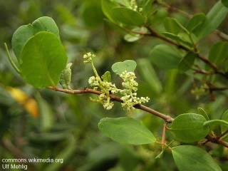 Laguncularia racemosa