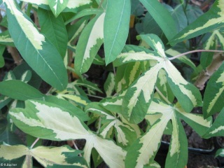 Manihot esculenta 'variegata' 