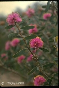 Melaleuca conothamnoides