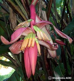 Musa mannii