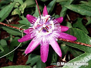 Passiflora loefgrenii 'Corupa'